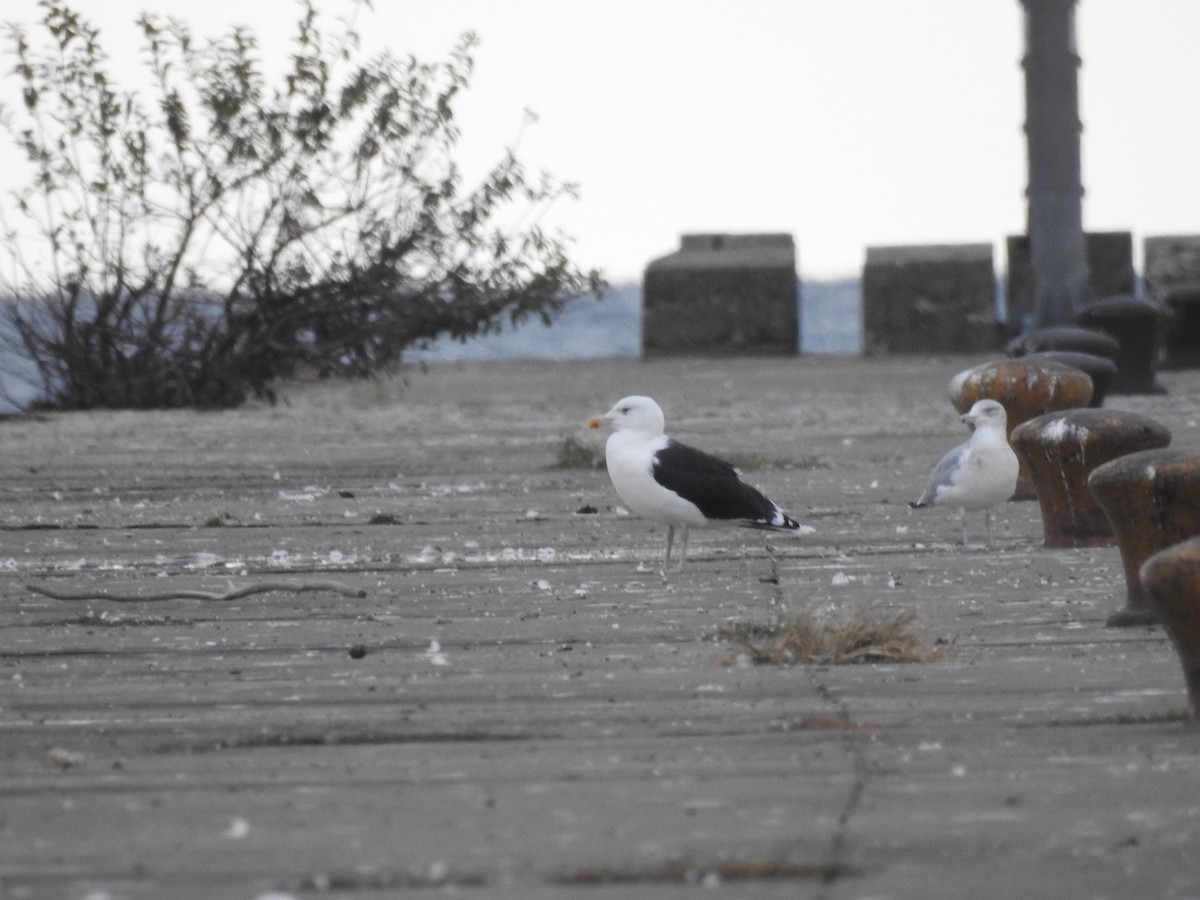 Great Black-backed Gull - ML120145281