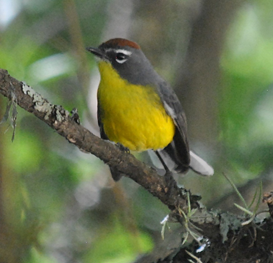 Brown-capped Redstart - andres ebel