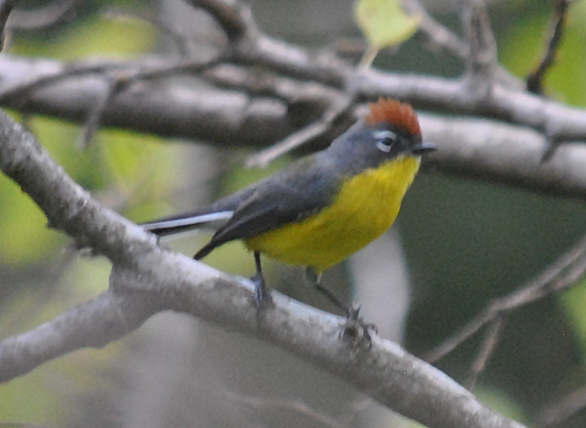 Brown-capped Redstart - ML120145501