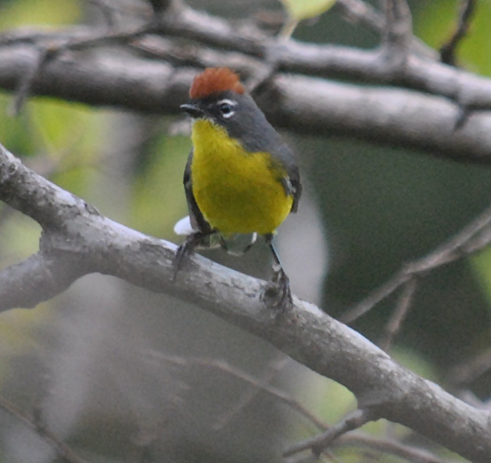 Brown-capped Redstart - ML120145511