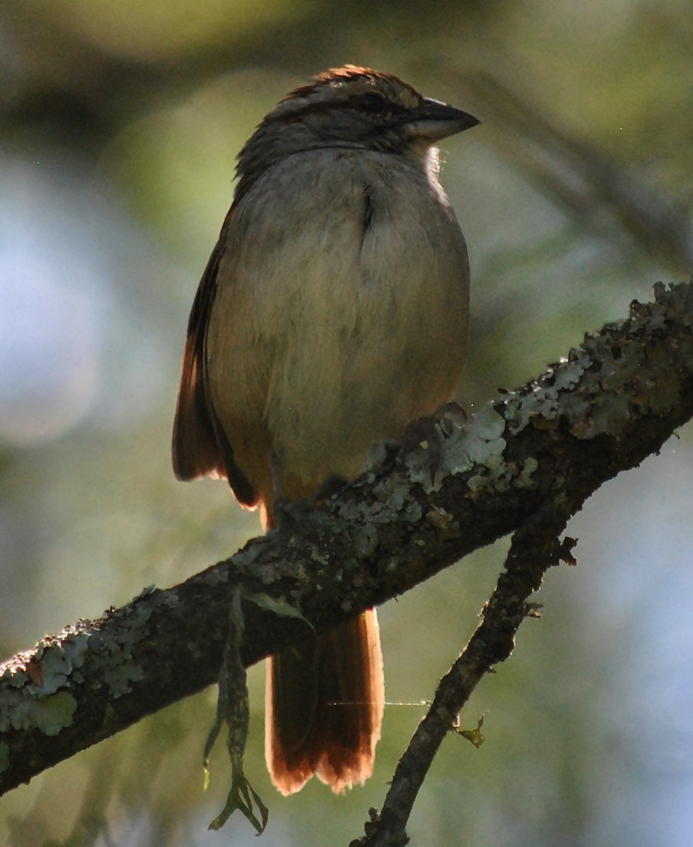 Chaco Sparrow - andres ebel