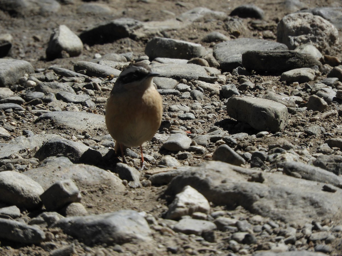 Brown Accentor - ML120147511