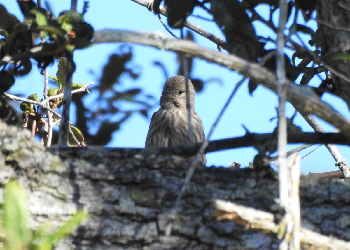 House Finch - Valentina Roumi