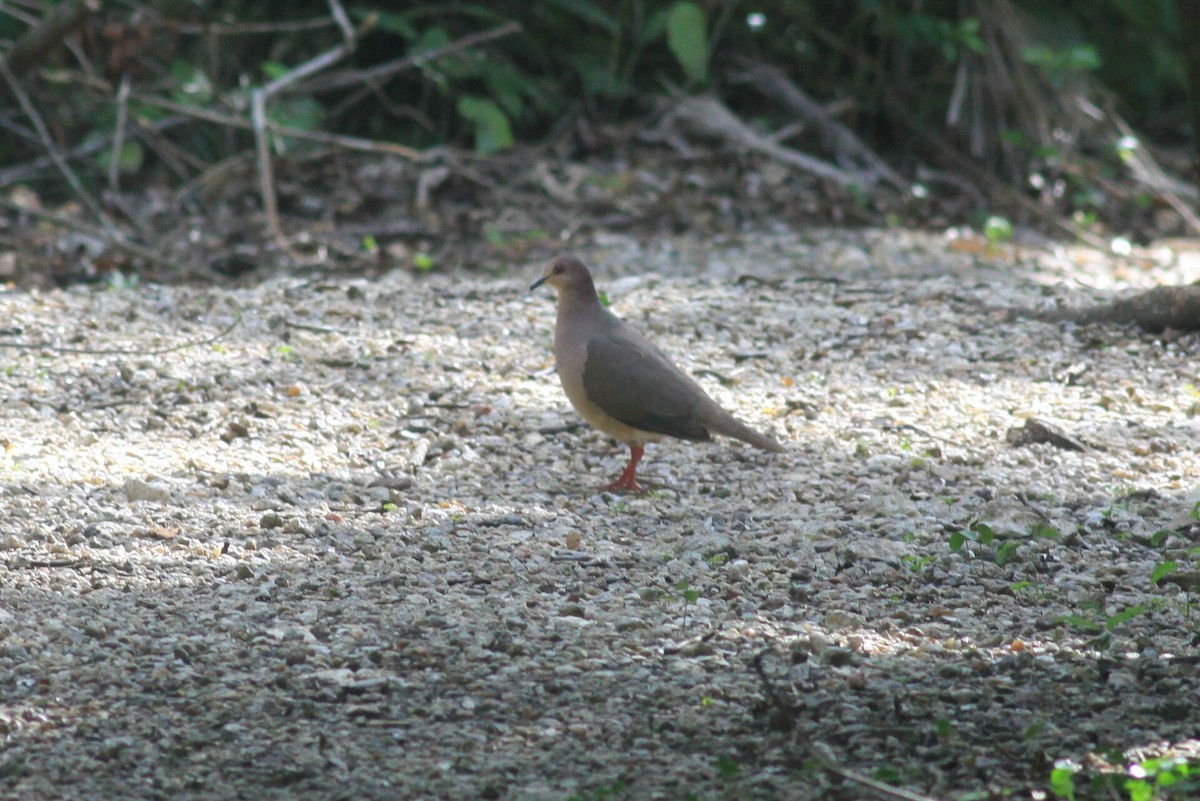 White-tipped Dove - ML120151061