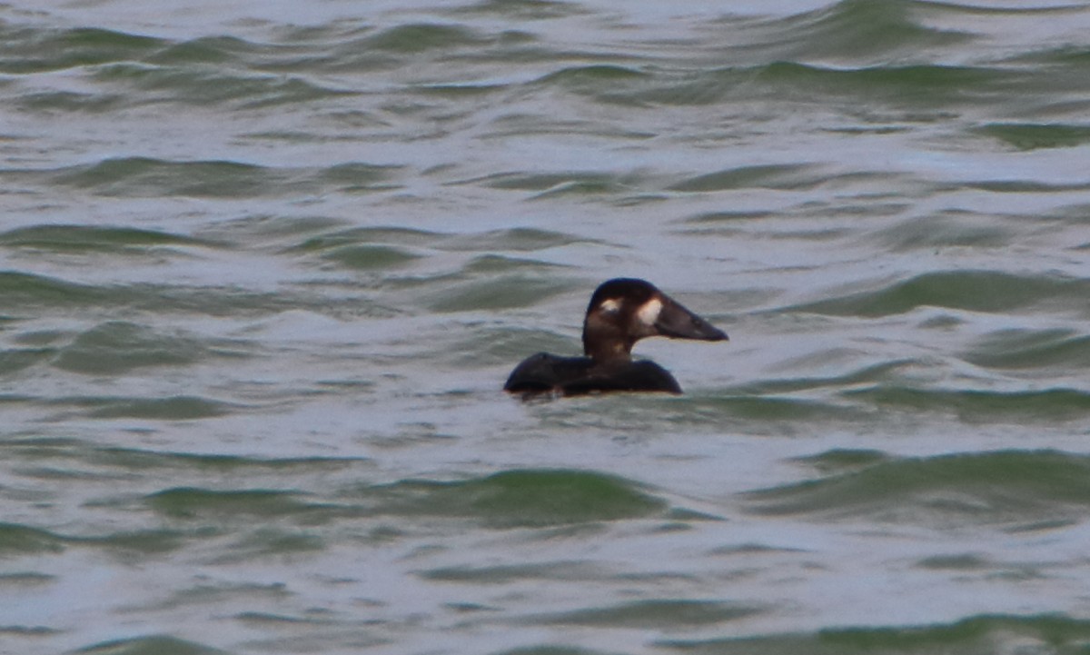 Surf Scoter - ML120151121