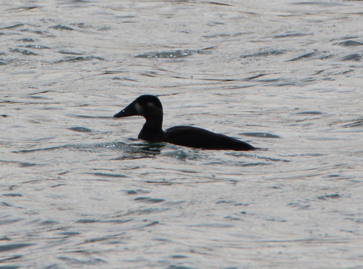Surf Scoter - ML120151131
