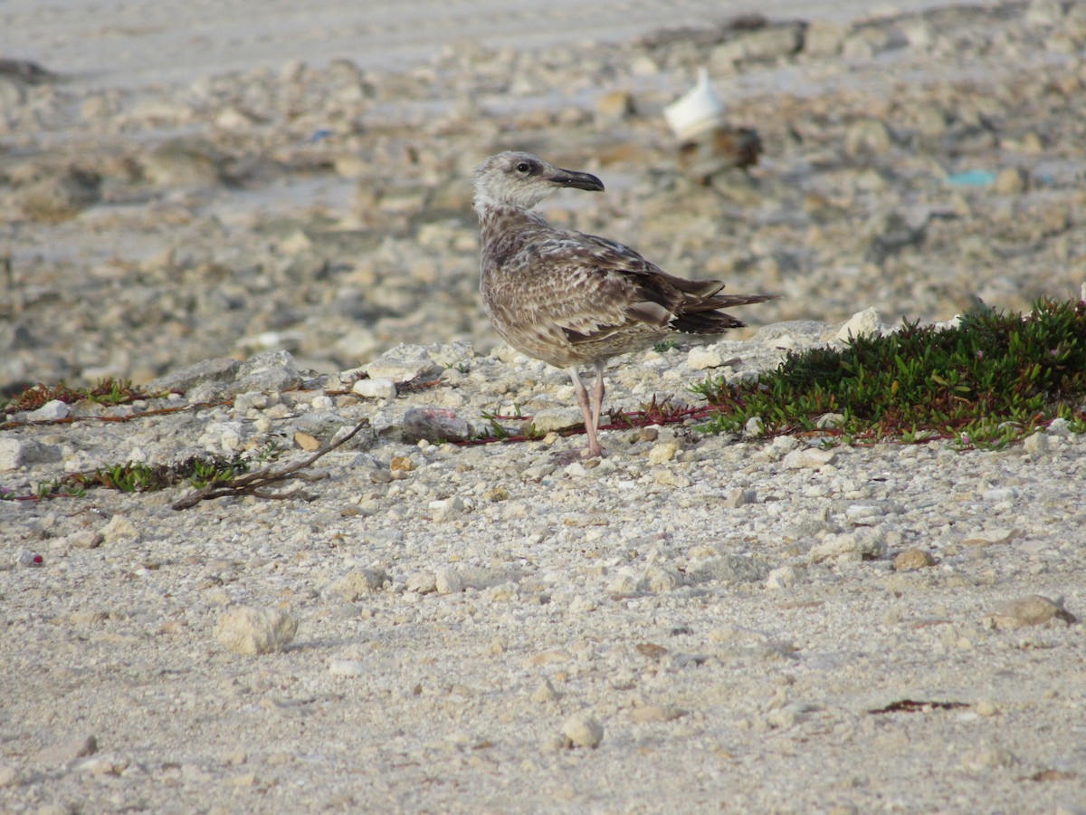 Gaviota Argéntea - ML120151691