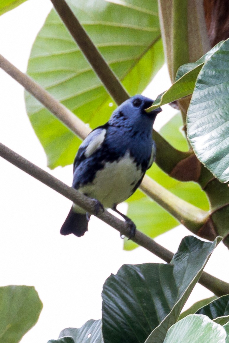 White-bellied Tanager - ML120151781