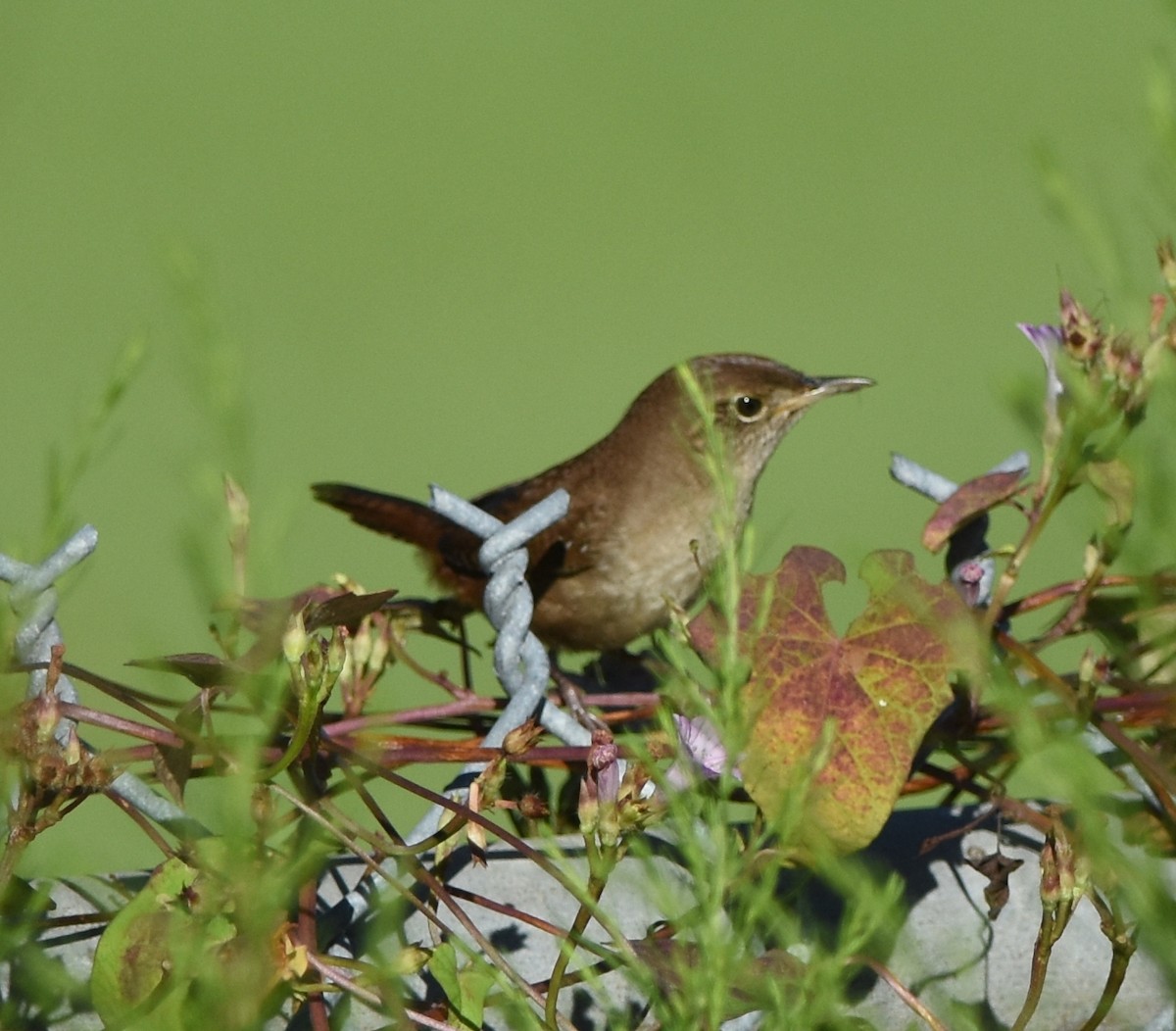 House Wren - ML120152871