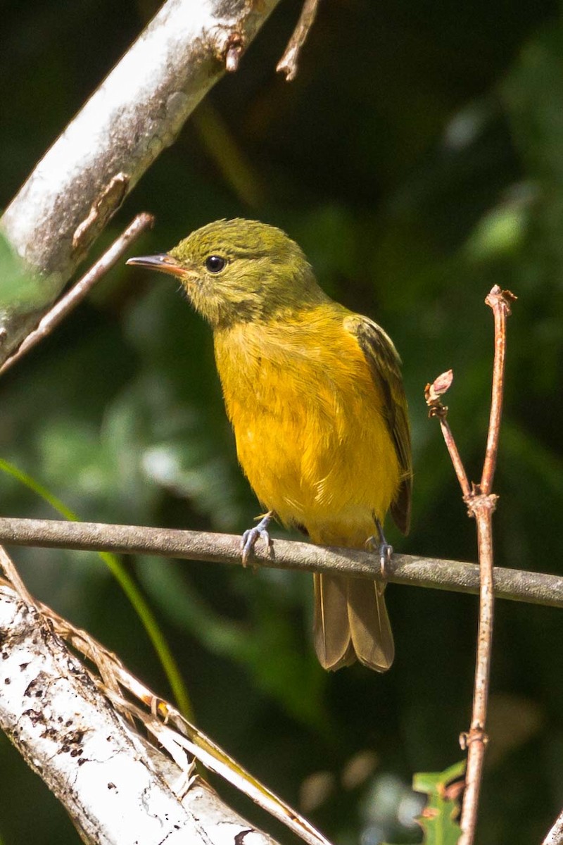 Ochre-bellied Flycatcher - ML120152941