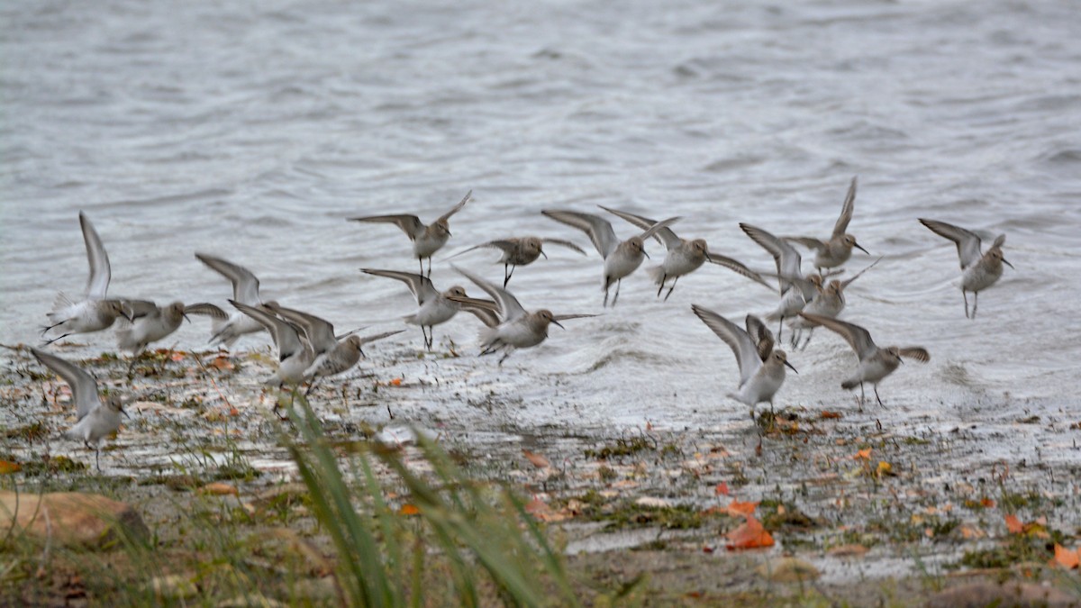 Dunlin - ML120153441