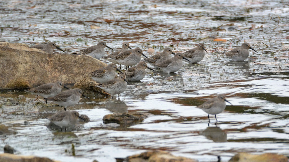 Dunlin - ML120153451