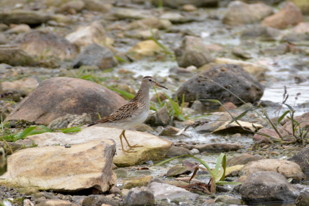 Pectoral Sandpiper - ML120153631