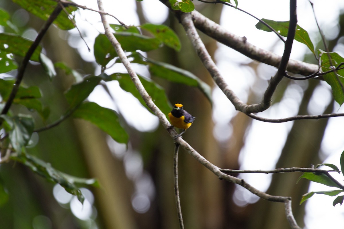 Orange-bellied Euphonia - André  Mendes