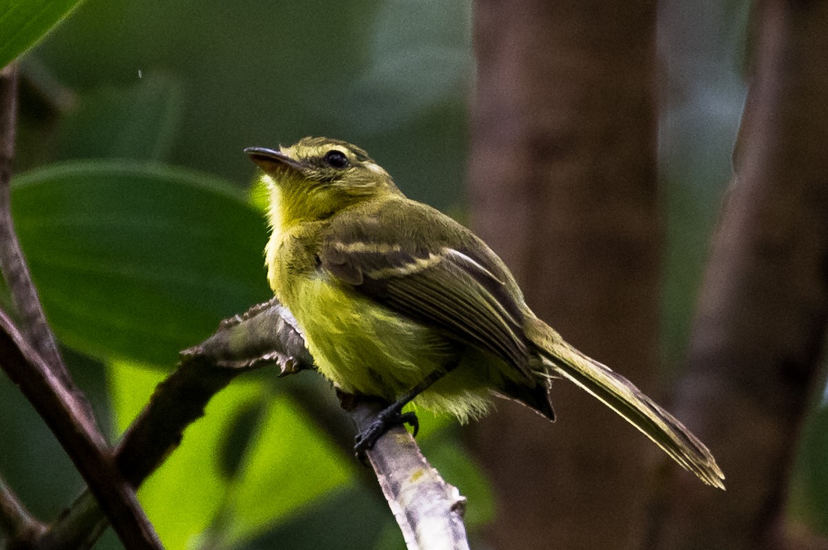 Yellow Tyrannulet - André  Mendes
