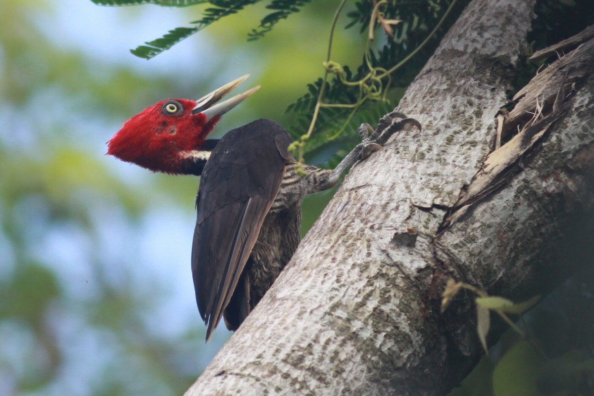 Pale-billed Woodpecker - Ken Oeser