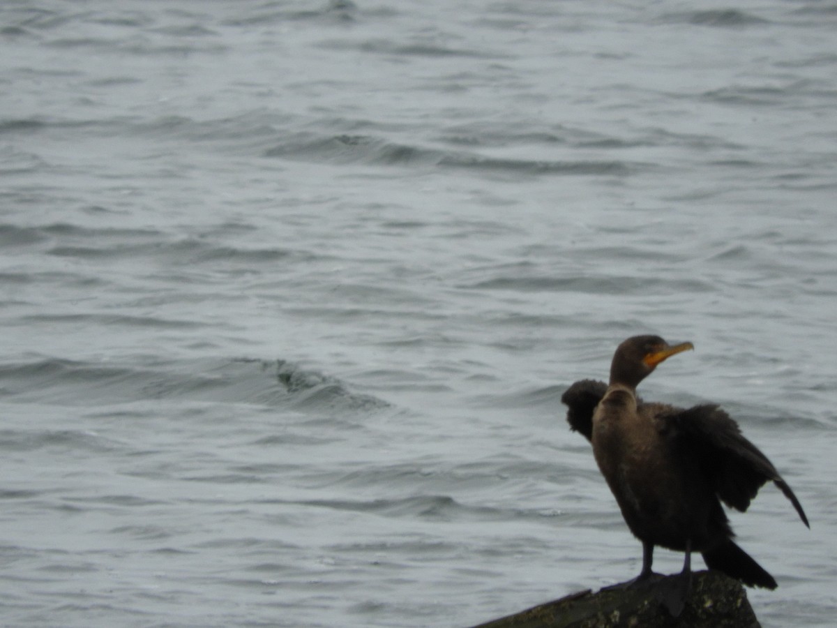 Double-crested Cormorant - ML120154401