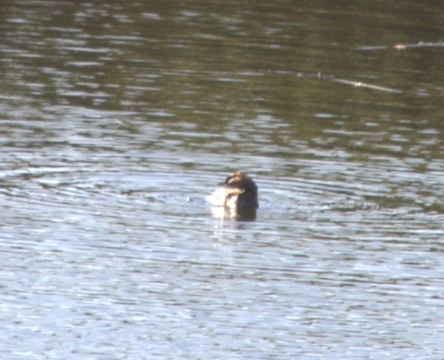 Eared Grebe - ML120154731