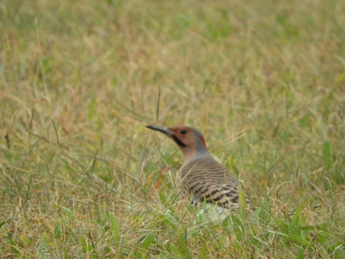 Northern Flicker - ML120155601