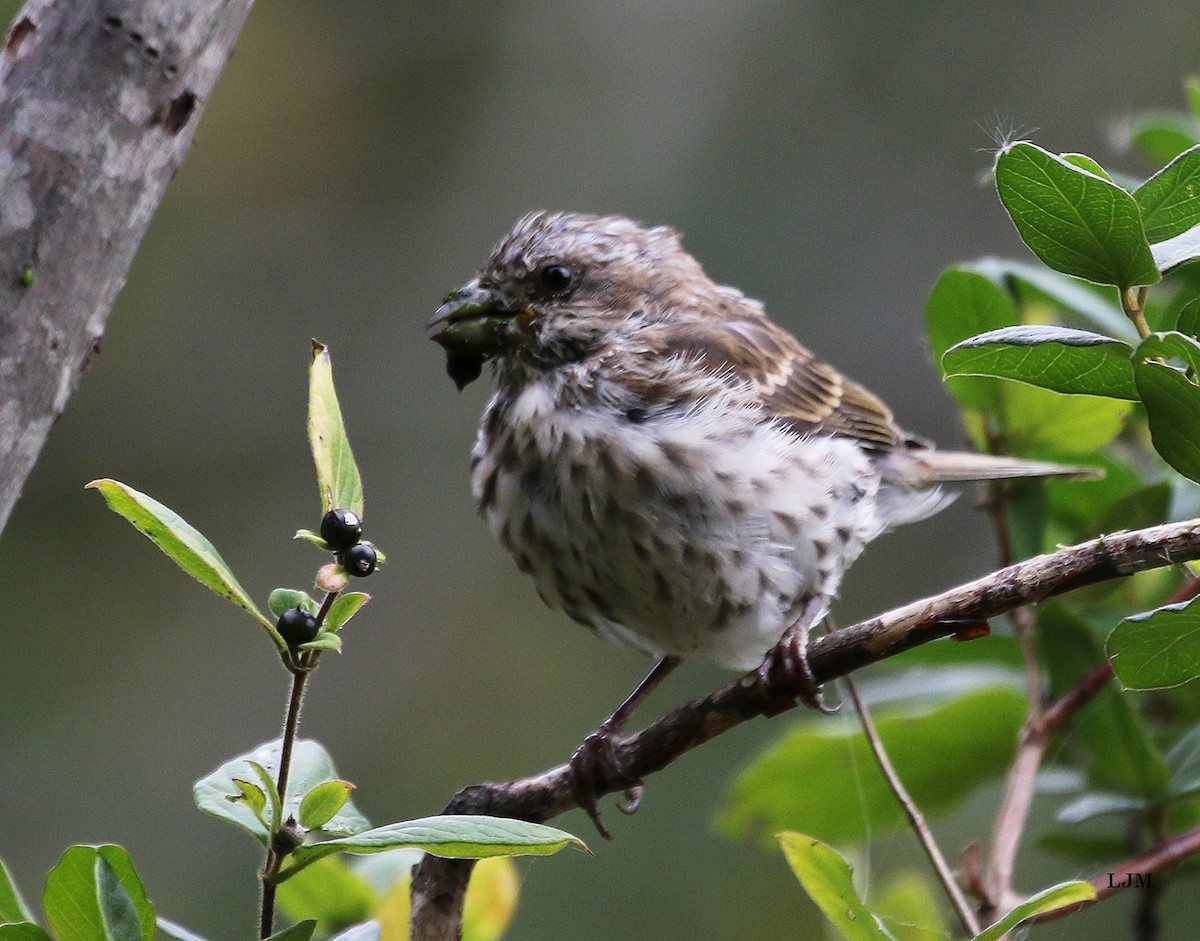 Purple Finch - ML120155661