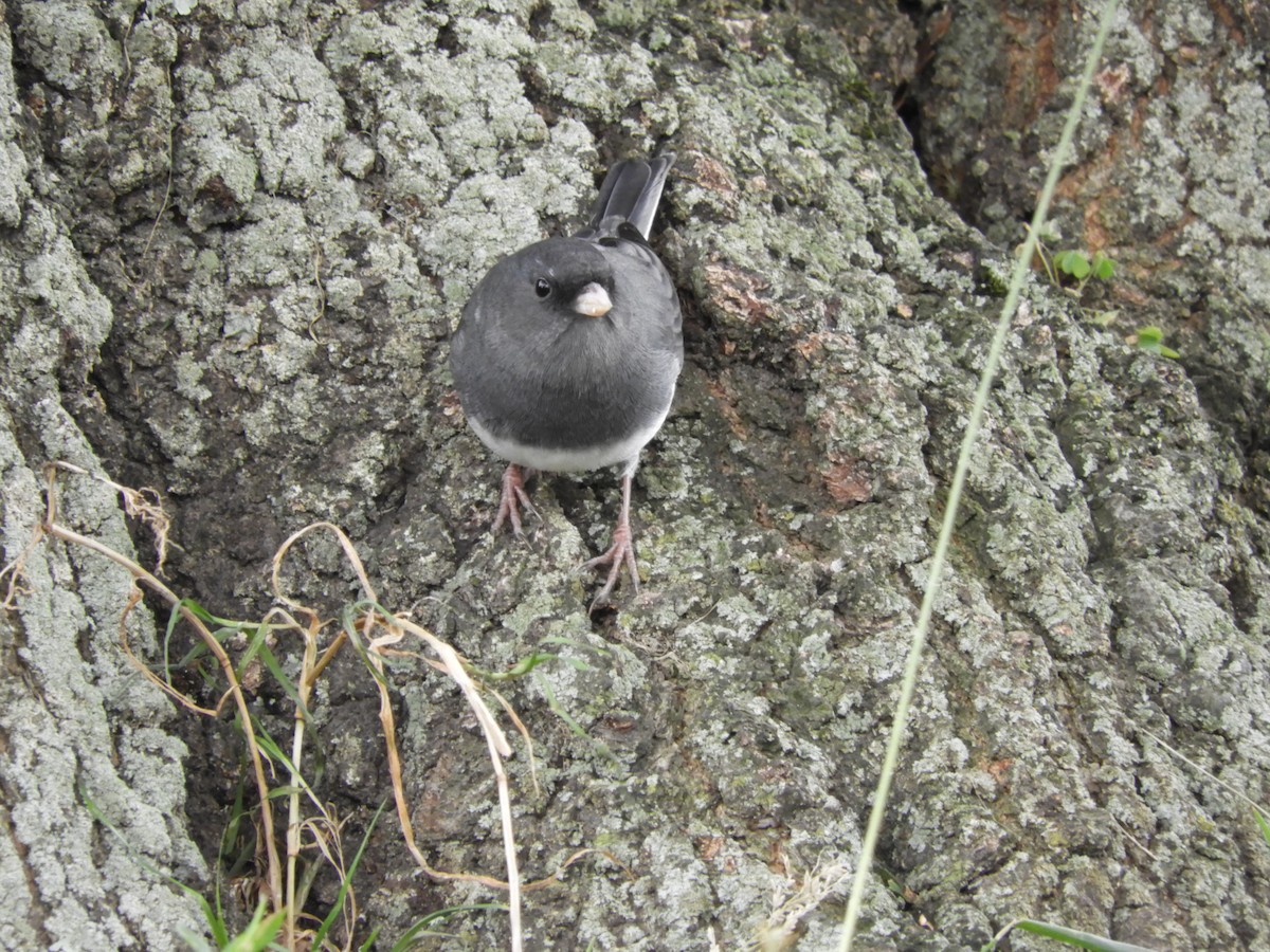 Dark-eyed Junco - ML120155891