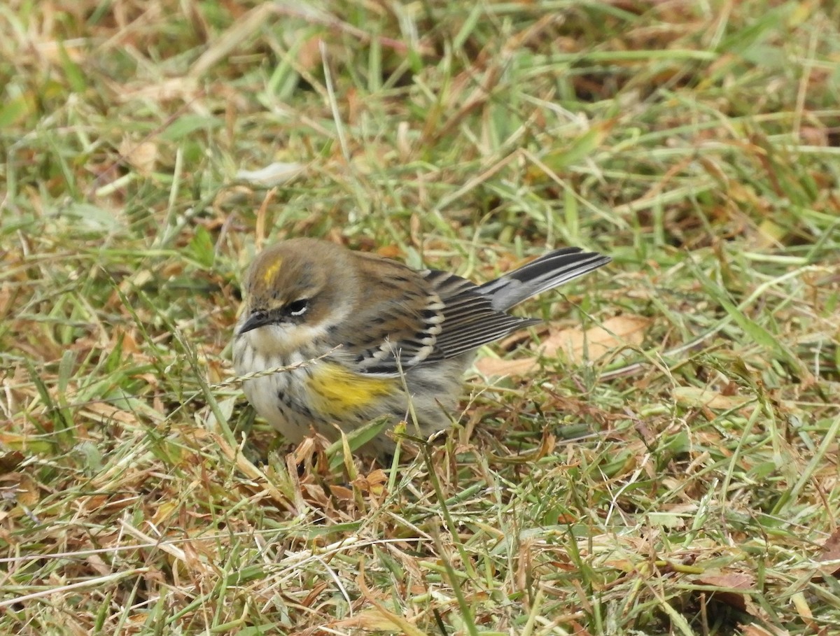 Yellow-rumped Warbler - ML120155921