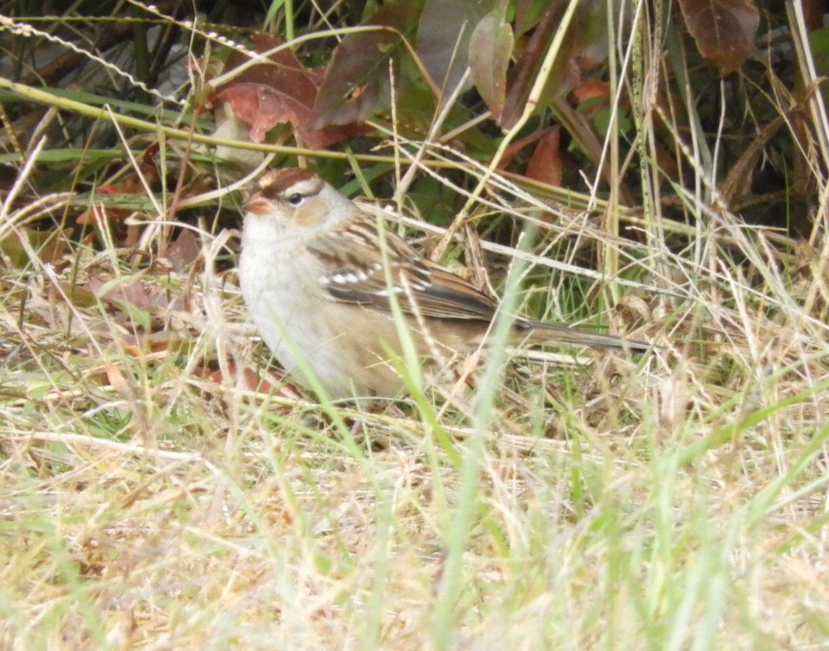 White-crowned Sparrow - ML120155991