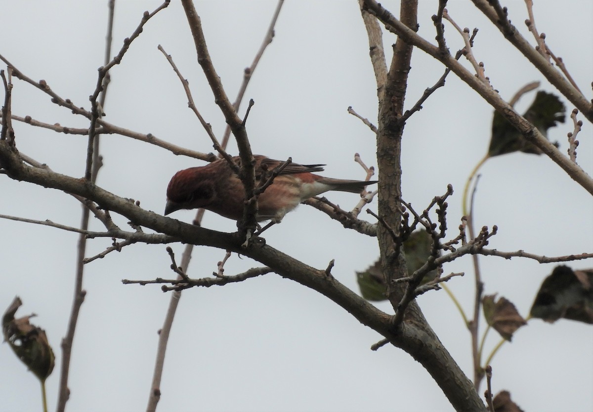 Purple Finch - ML120156181