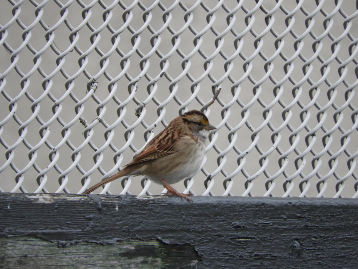 White-throated Sparrow - ML120156411