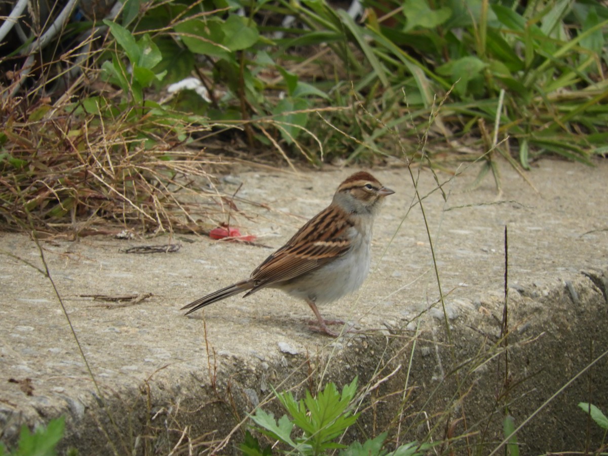 Chipping Sparrow - ML120156721