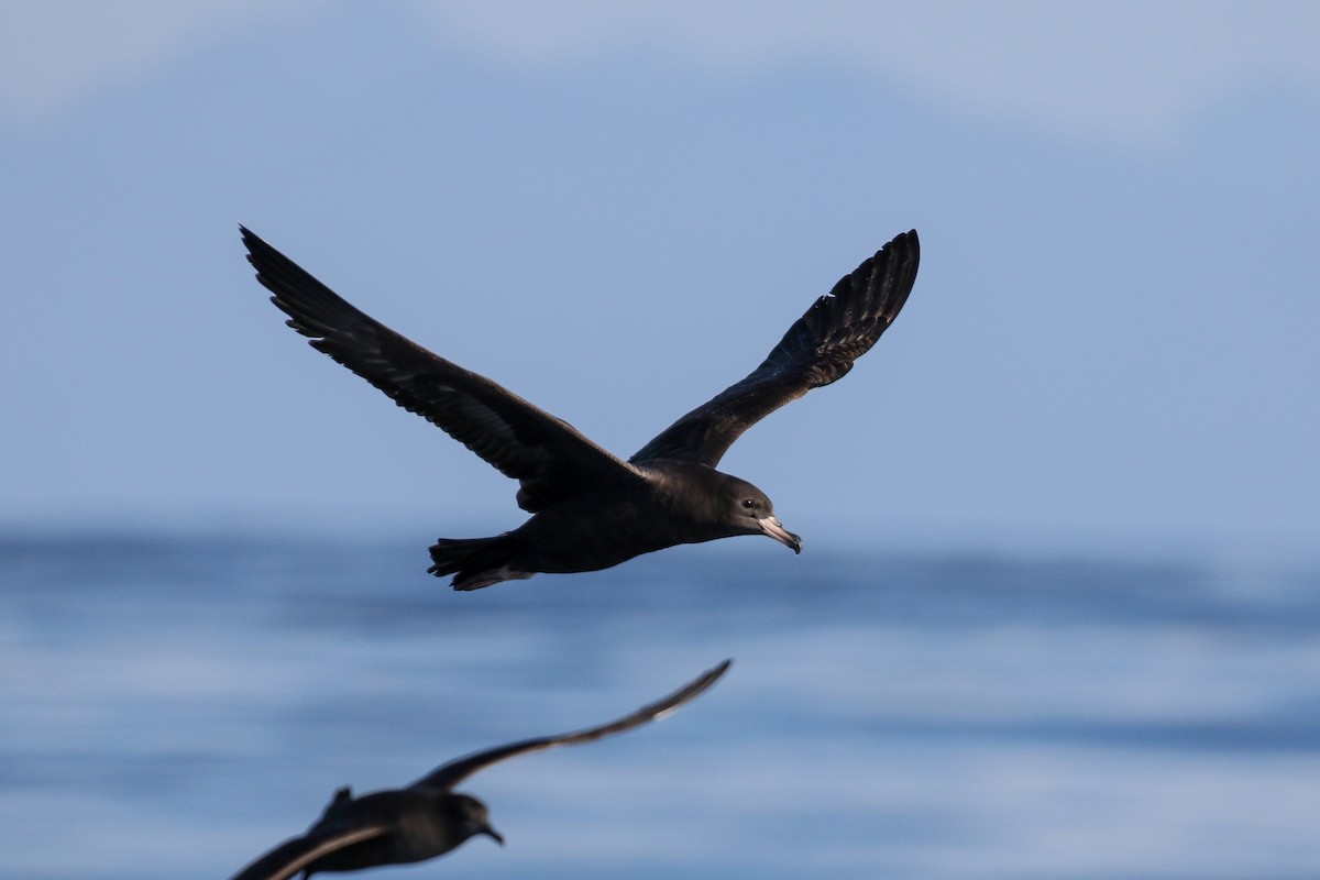 Flesh-footed Shearwater - Blair Dudeck