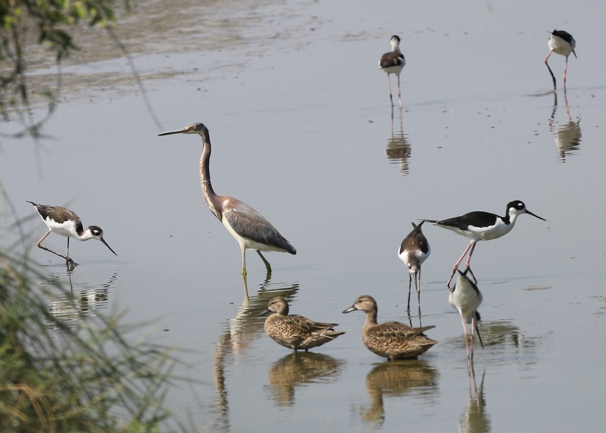 Black-necked Stilt (Black-necked) - ML120157131