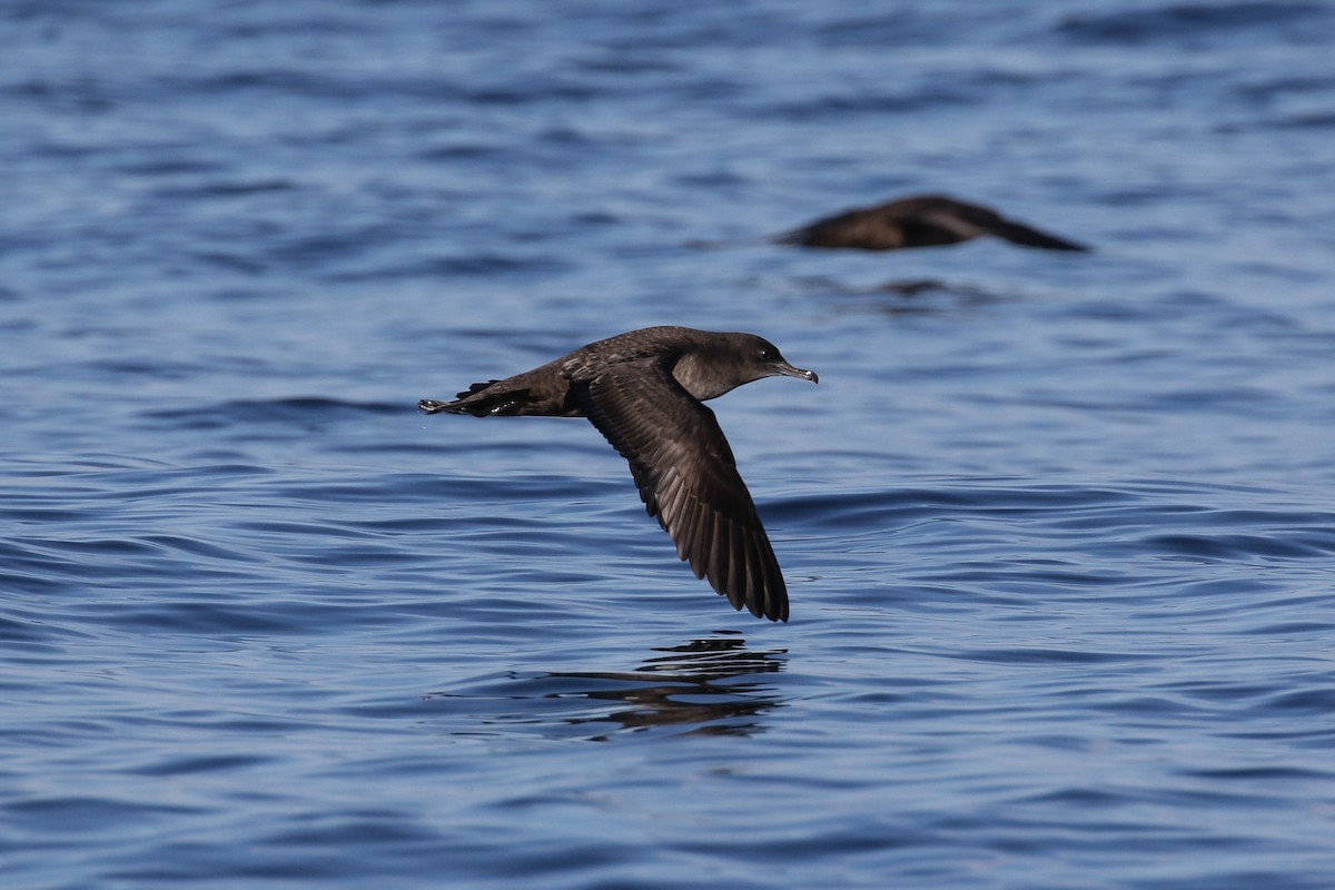 Sooty Shearwater - Blair Dudeck