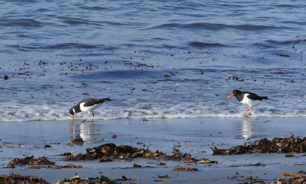 Eurasian Oystercatcher - ML120157831