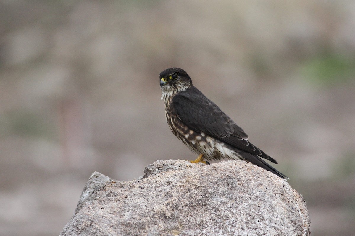 Merlin (Black) - John Garrett