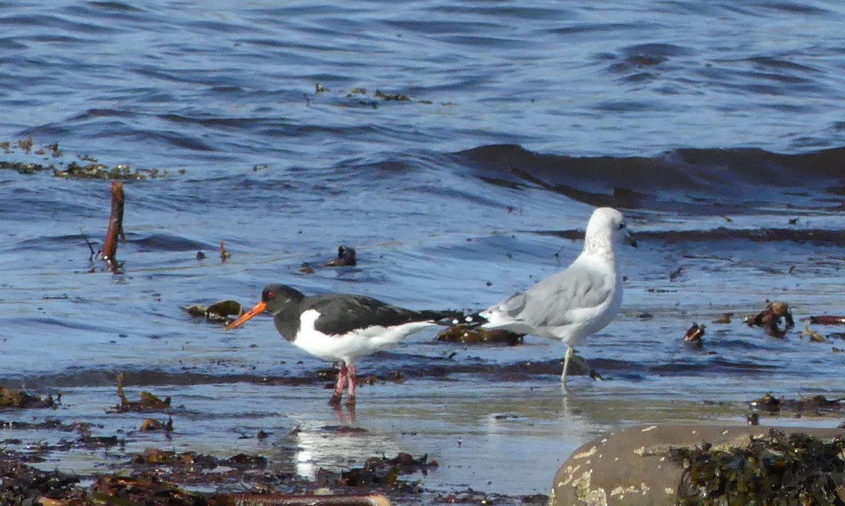 Eurasian Oystercatcher - ML120159971