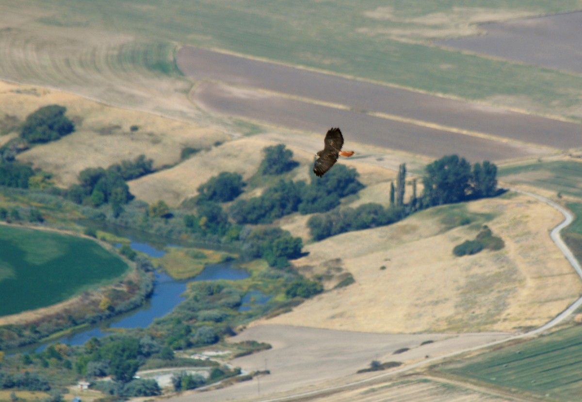 Red-tailed Hawk (calurus/alascensis) - ML120160531