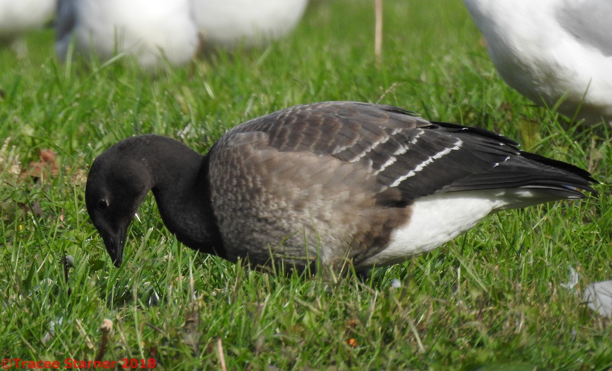 Brant - ML120161121