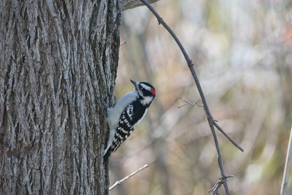 Downy Woodpecker - ML120161491