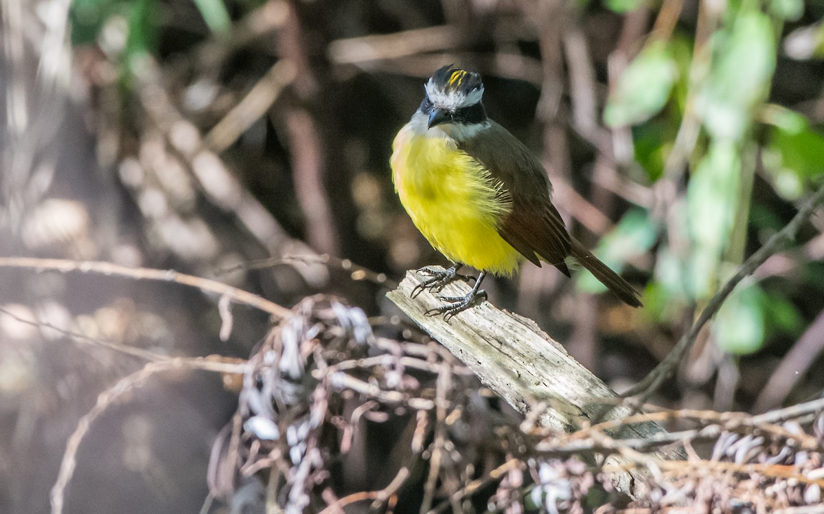 Great Kiskadee - ML120161611