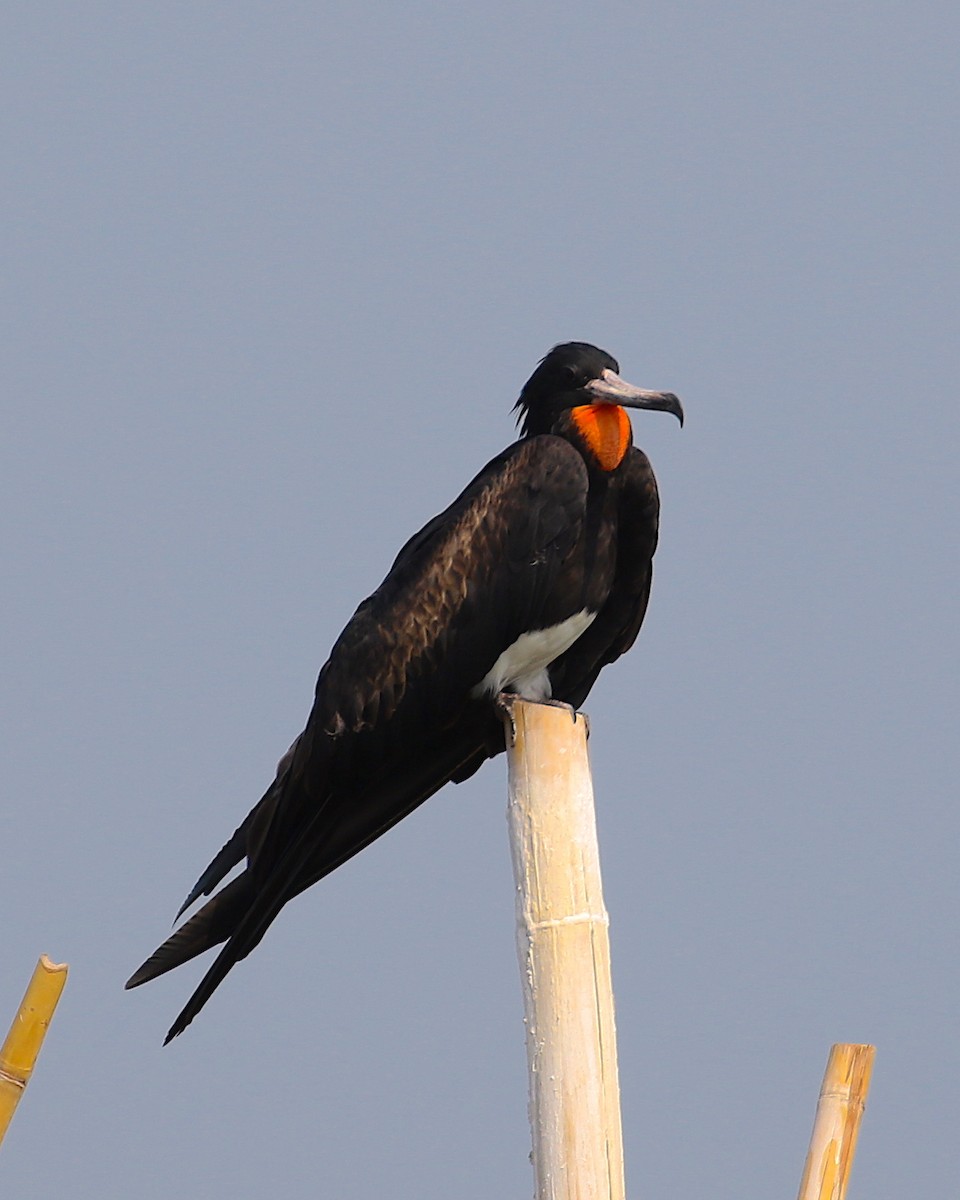 Weißbauch-Fregattvogel - ML120161701