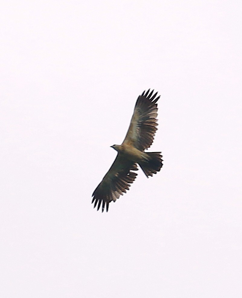 Pygmy Eagle - ML120162731
