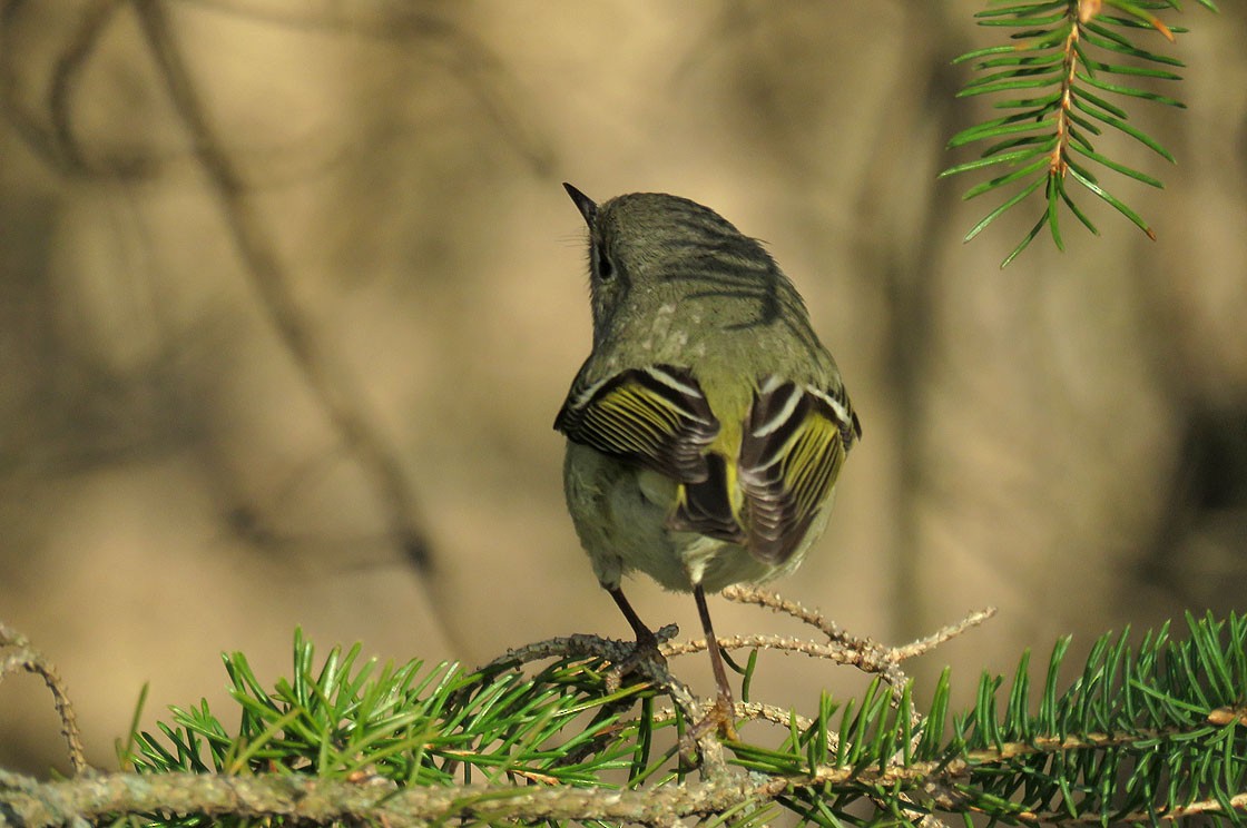 Ruby-crowned Kinglet - ML120163501