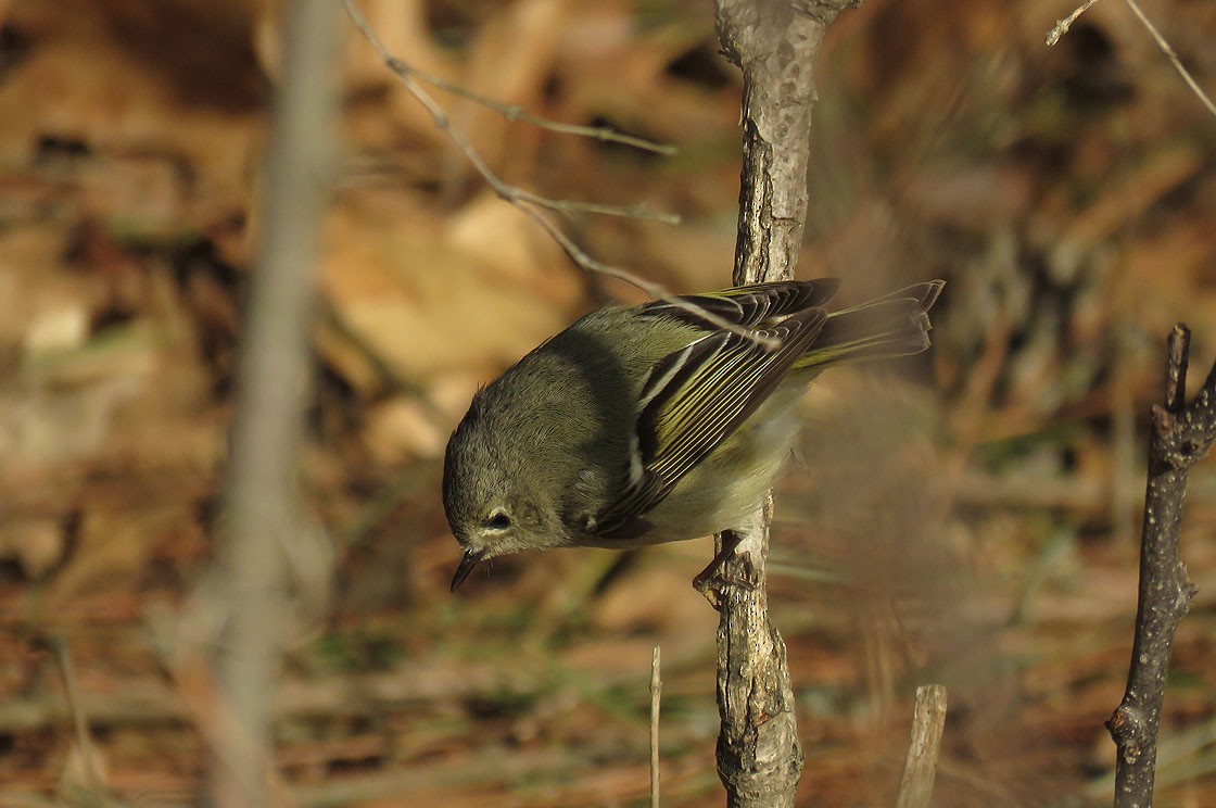 Ruby-crowned Kinglet - ML120163511