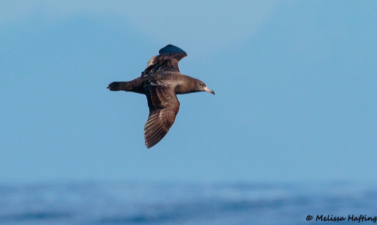 Flesh-footed Shearwater - Melissa Hafting