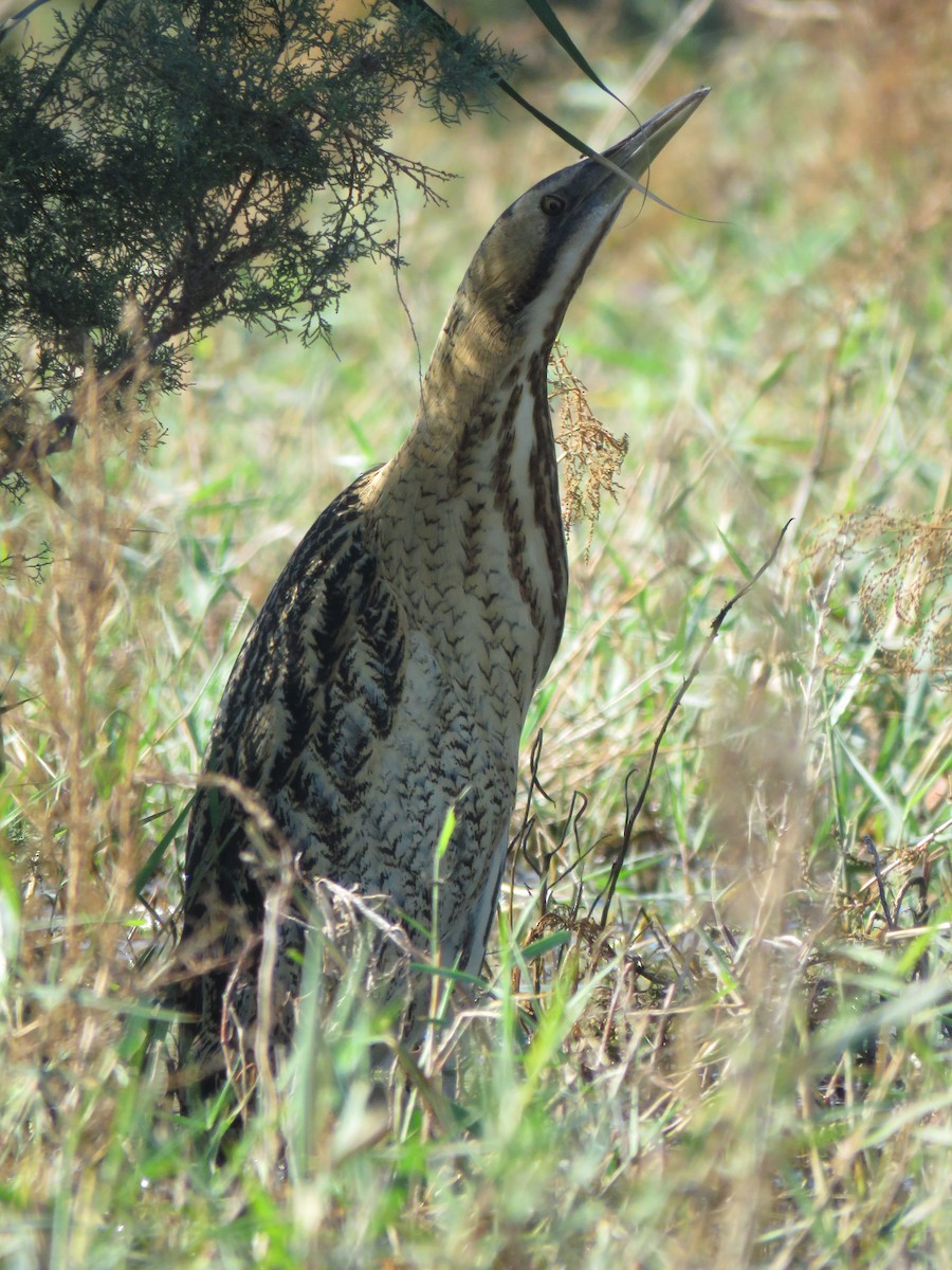 Great Bittern - Thibaut RIVIERE