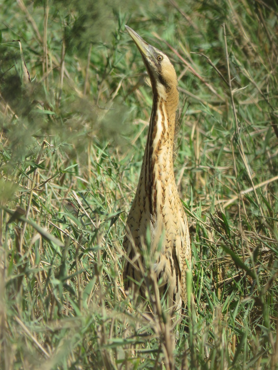 Eurasian Bittern - ML120165181