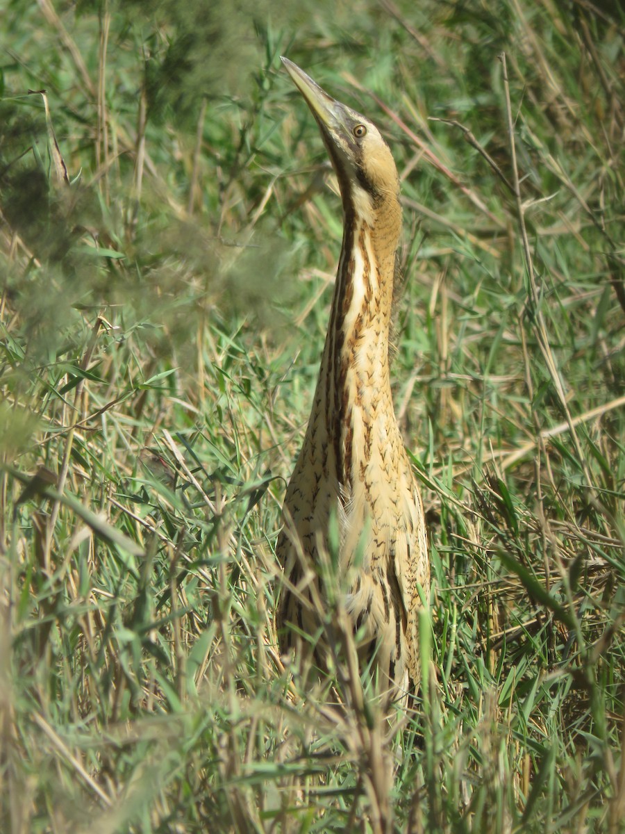 Great Bittern - ML120165181