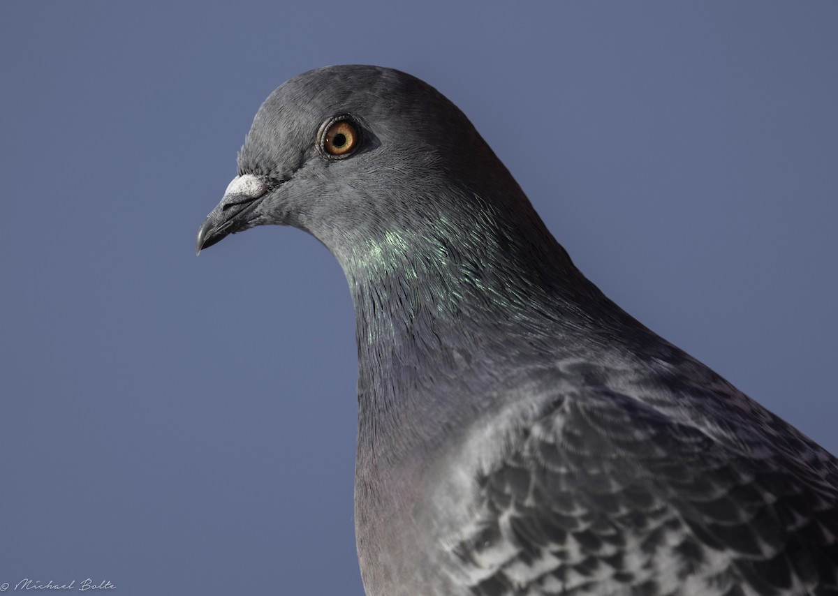 Rock Pigeon (Feral Pigeon) - ML120165481