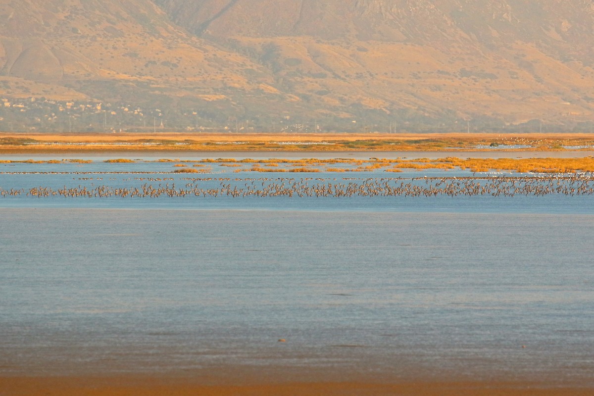 Long-billed Dowitcher - ML120165661